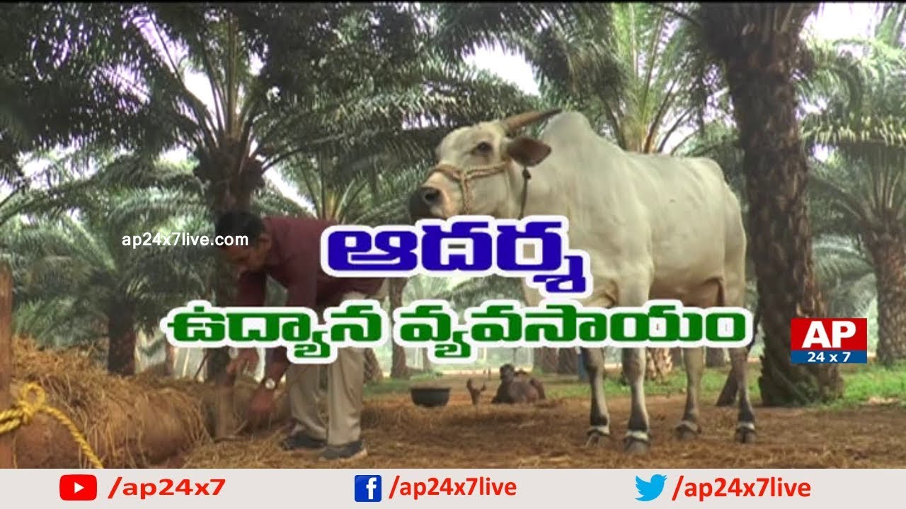 Success Story of Natural Farming in Horticulture Crops by Uppalapati | Rythu Ratham | AP24x7