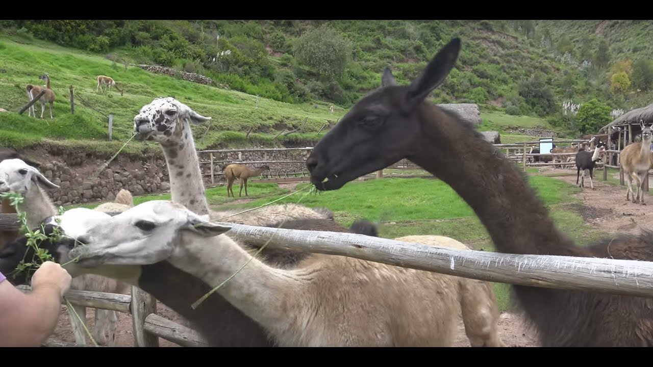 Llama, Alpca, Vicuña and Guanaco - Peru (4K)