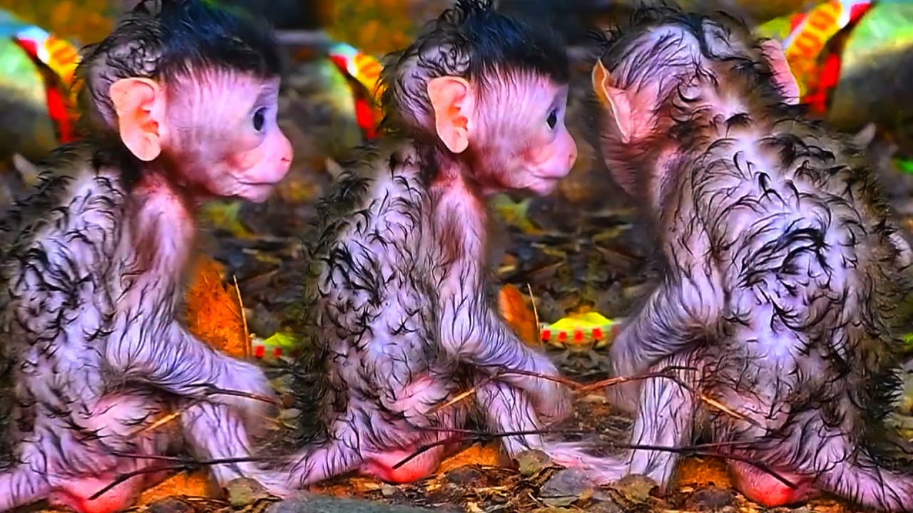 Top Moments Of Baby Monkeys Looks Very Interesting, Adorable Wildlife