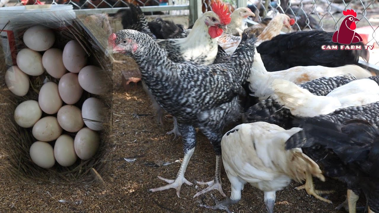 Raising chickens for profit: Requires high attention