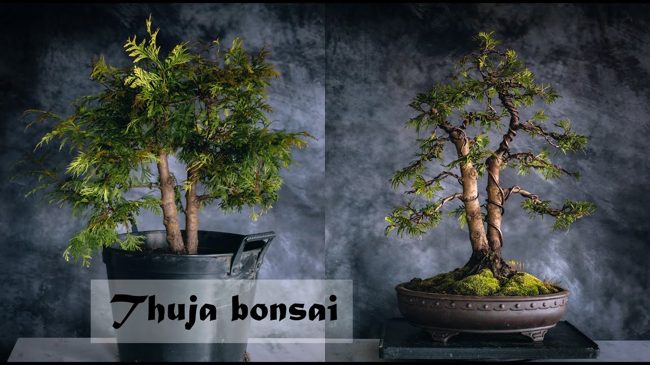 Thuja bonsai. Trimming, shaping and repotting