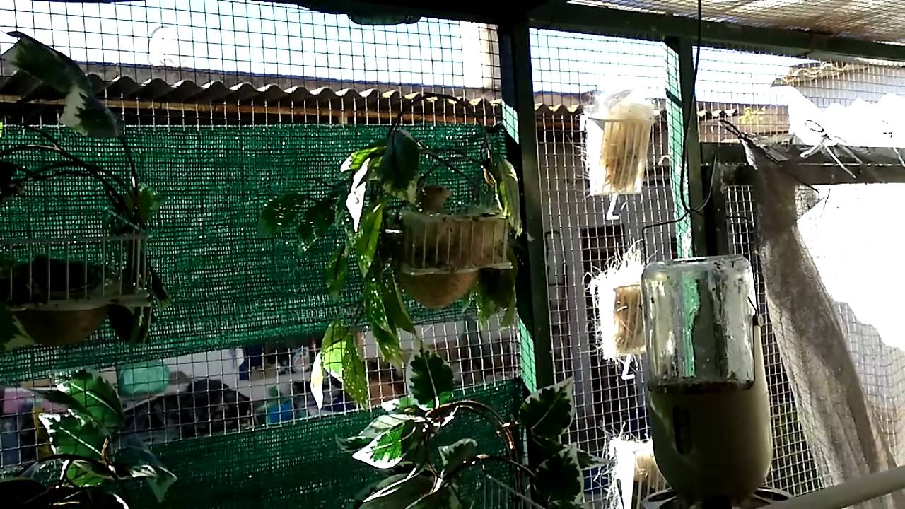 VERDERONES MUTADOS CON SUS NIDOS,08-04-2012.mp4