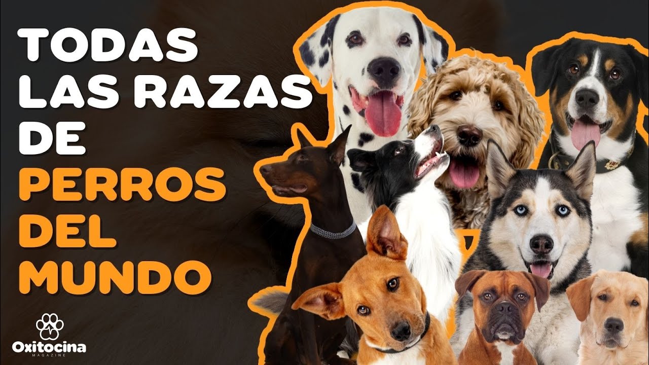 La Gu&iacute;a COMPLETA de Todas las RAZAS DE PERROS! - LAS 354 DEL MUNDO