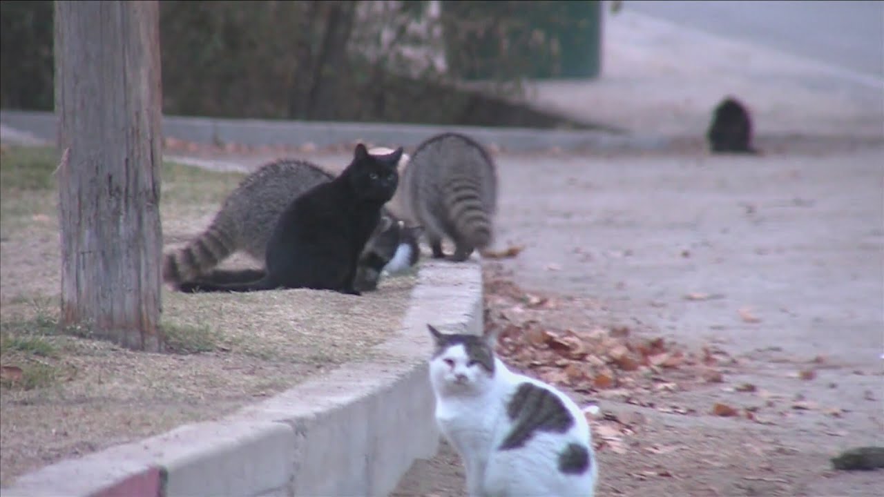Feeding wild animals ban in Kern County