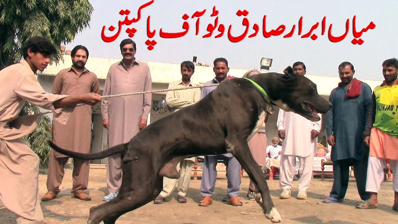Best of Pakistan Bully Dog And Top Class Bully Kutta And Animal By NAFA TV HD