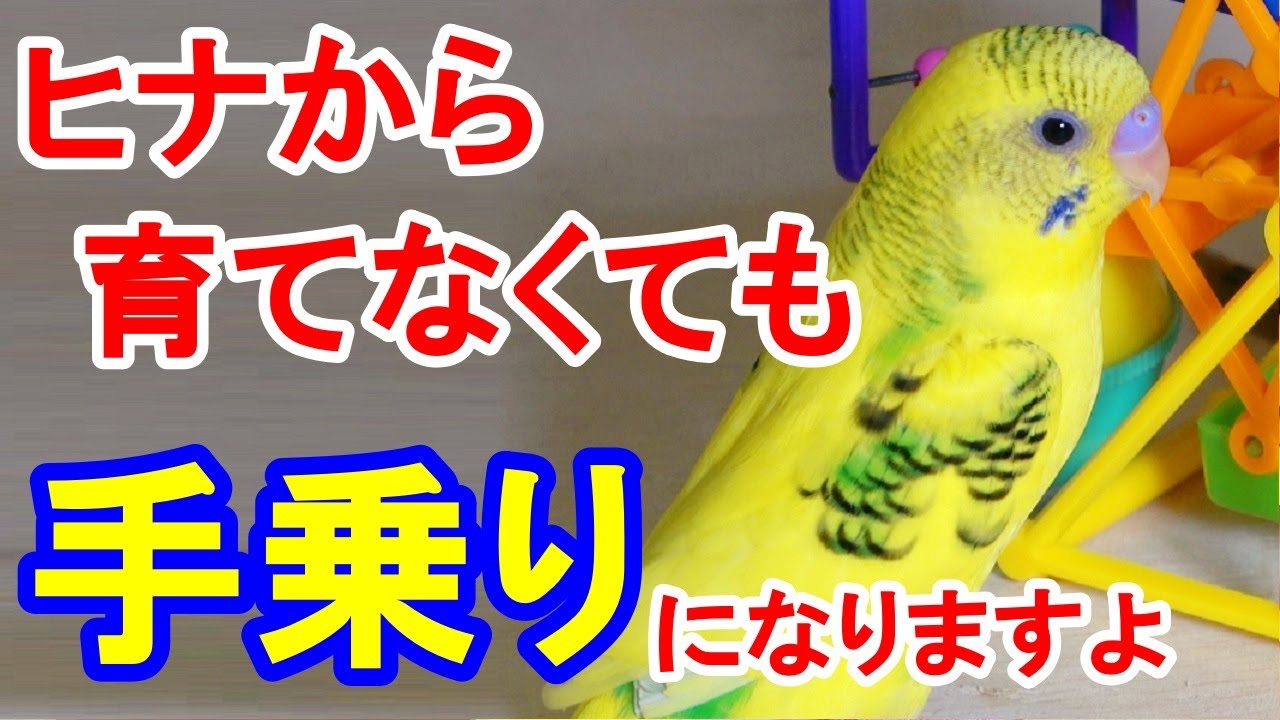 【セキセイインコ】全く慣れていなくても、必ず手乗りになります!