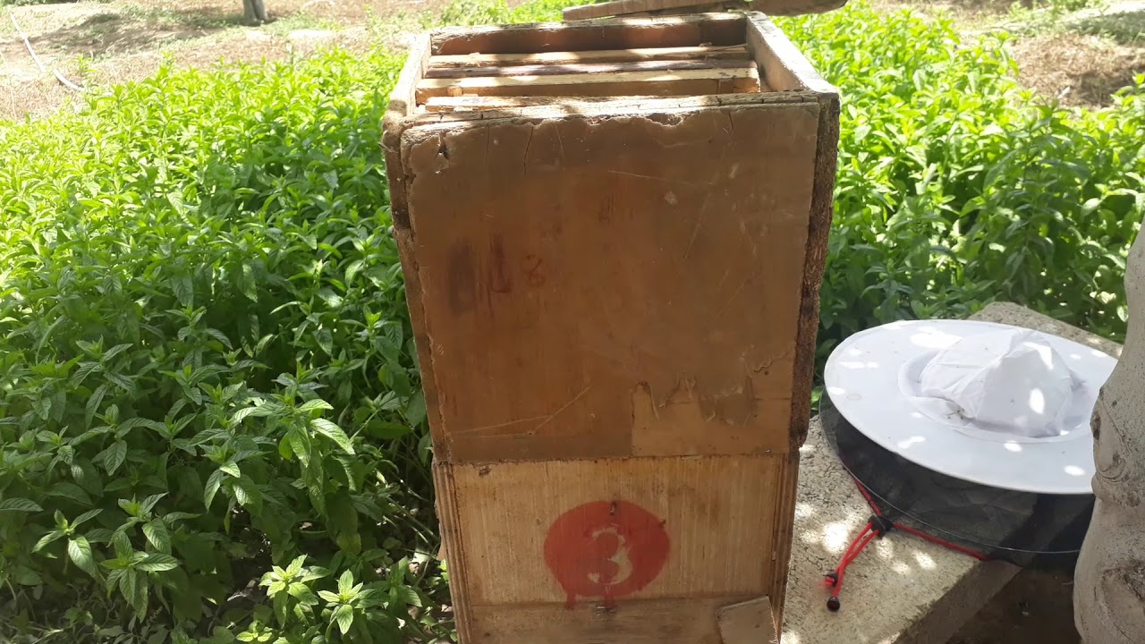 نوية تلقيح الملكات/النوع الثاني والثالث