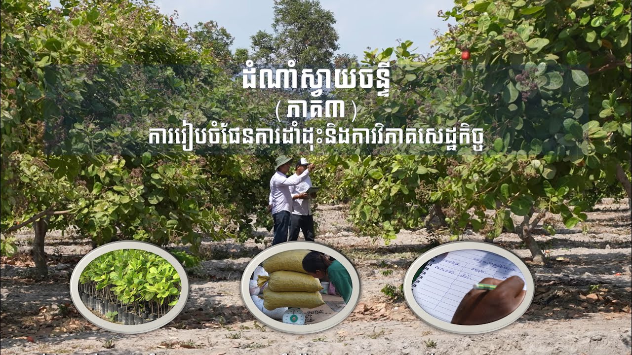 ៣_វីដេអូឯកសារ​  ការរៀបចំផែនការដាំដុះ និងការវិភាគសេដ្ឋកិច្ច​​​​ (ប្រភព៖អគ្គនាយកដ្ឋានកសិកម្ម)