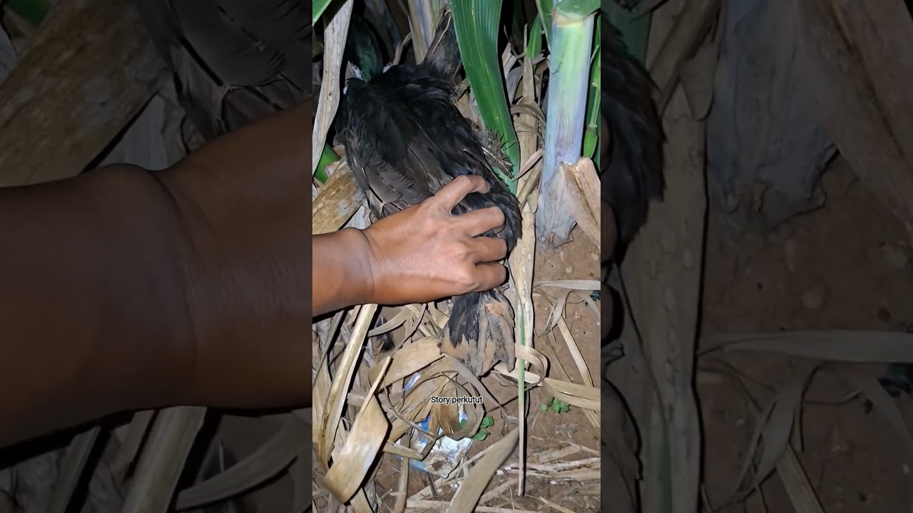 intip telur angsa unik #shortvideo