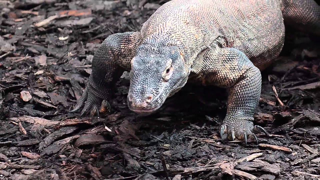 Komodo dragons arrive at Chester Zoo