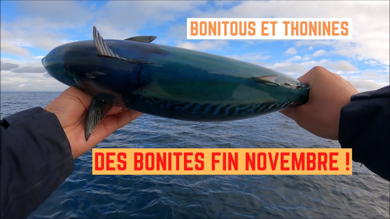 ENCORE des BONITES à FRONTIGNAN à la FIN NOVEMBRE !!
