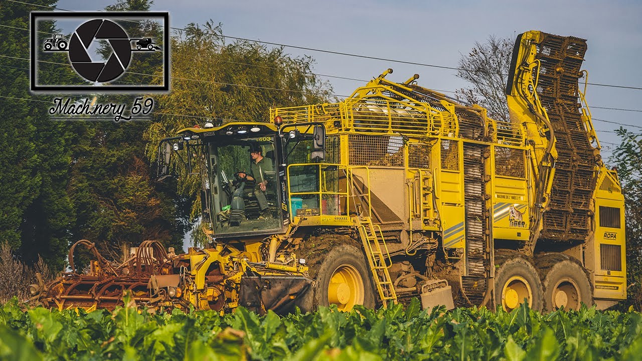 Arrachage de betterave | Ropa Tiger 5 | & X2 John Deere de L'ETA POCHOLLE