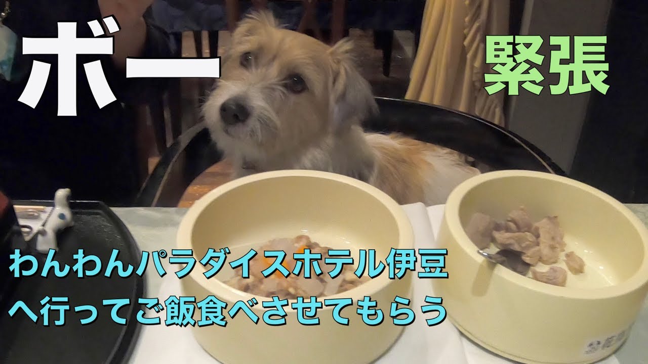 ボー　伊豆に行ってわんわんパラダイスホテルに行ってきた
