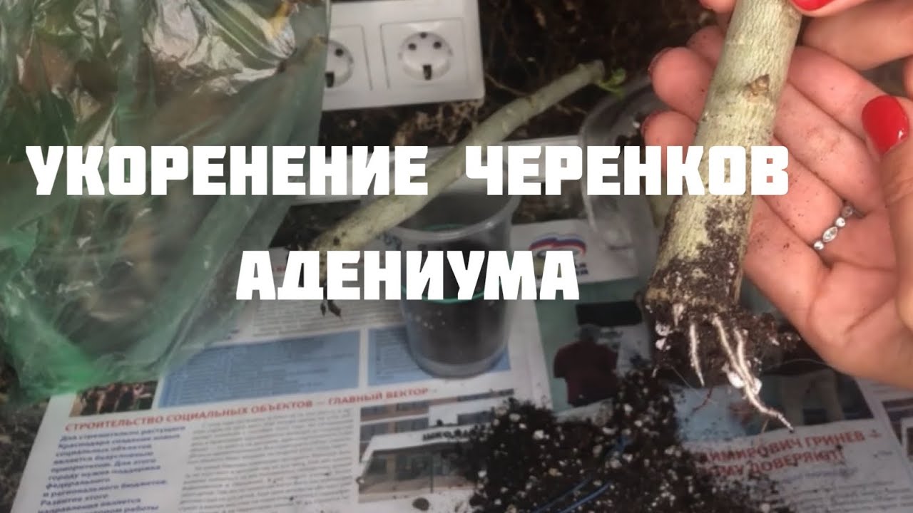 Укоренение черенков адениума и проверка укореняшек)