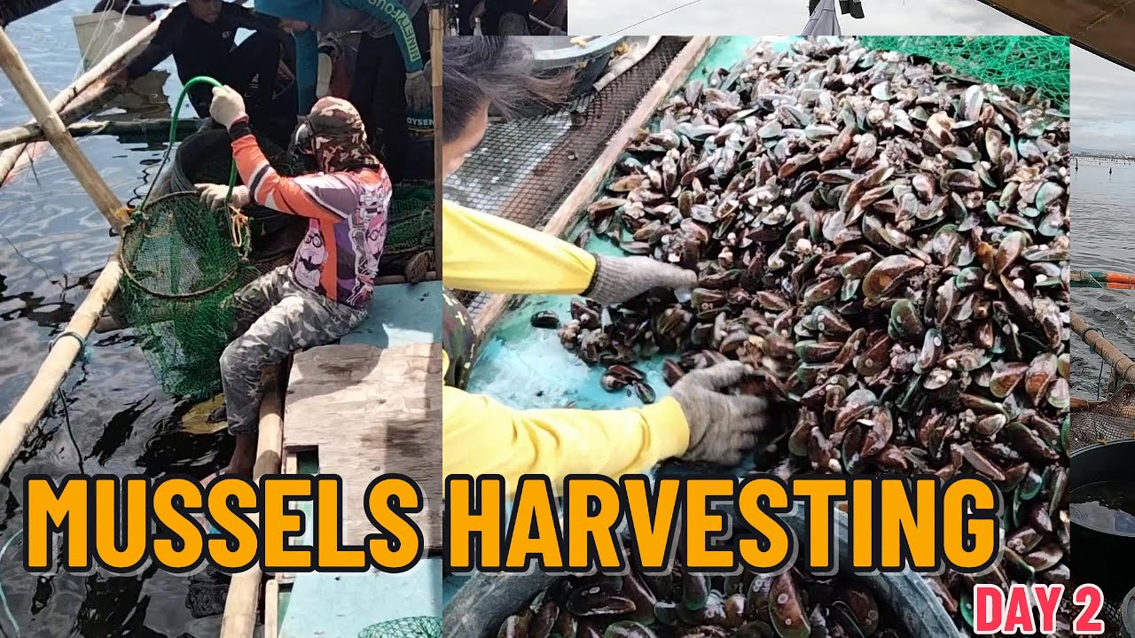 Mussels Harvesting (Day 2) | Buhay Manila Bay