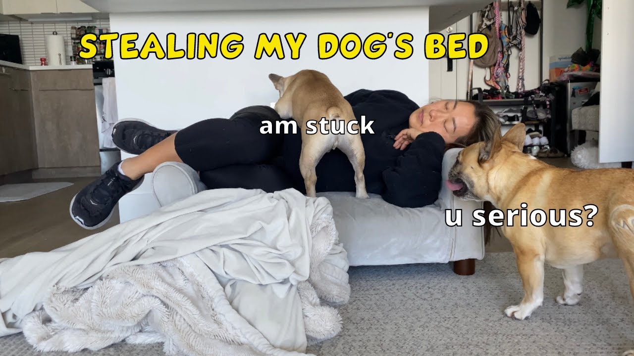 Stealing My Dog's Bed | Funny Dog Reaction
