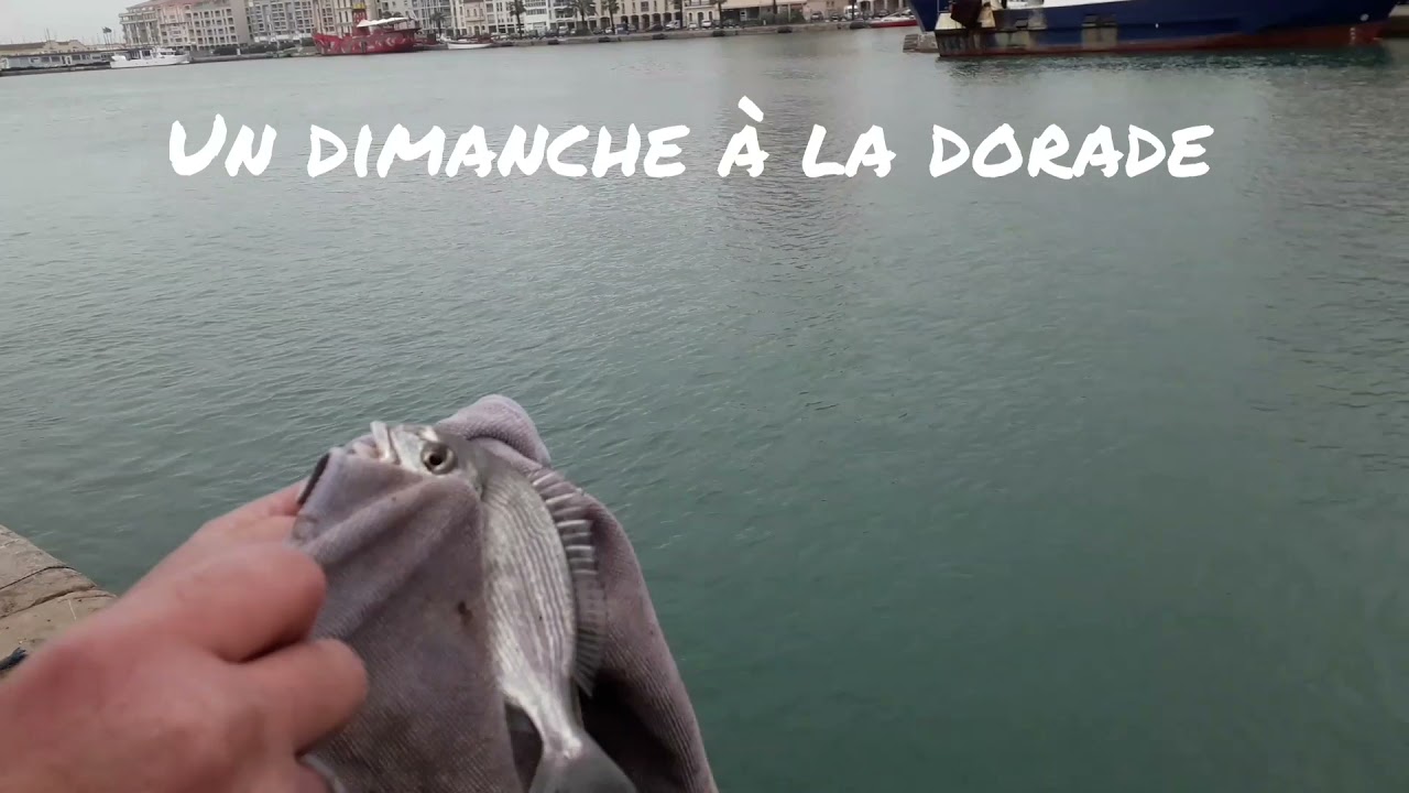 pêche à la dorade dans le canal..(BIBIS 🐛CRABE🦀 PIADE🐚)