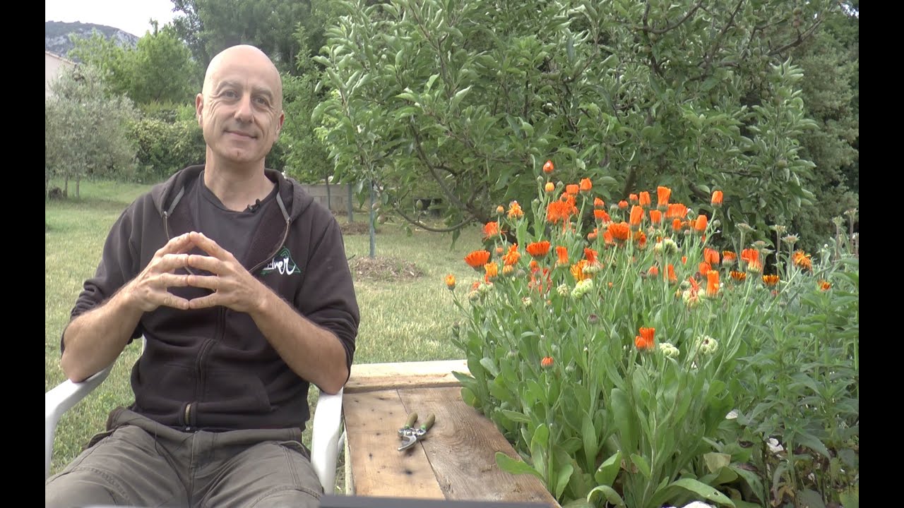 Le souci (Calendula officinalis)