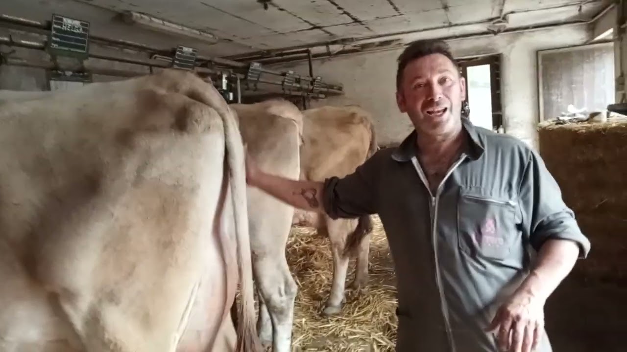 Aldo ..impara a mungere le mucche ...esperienza inedita Valtellina .
