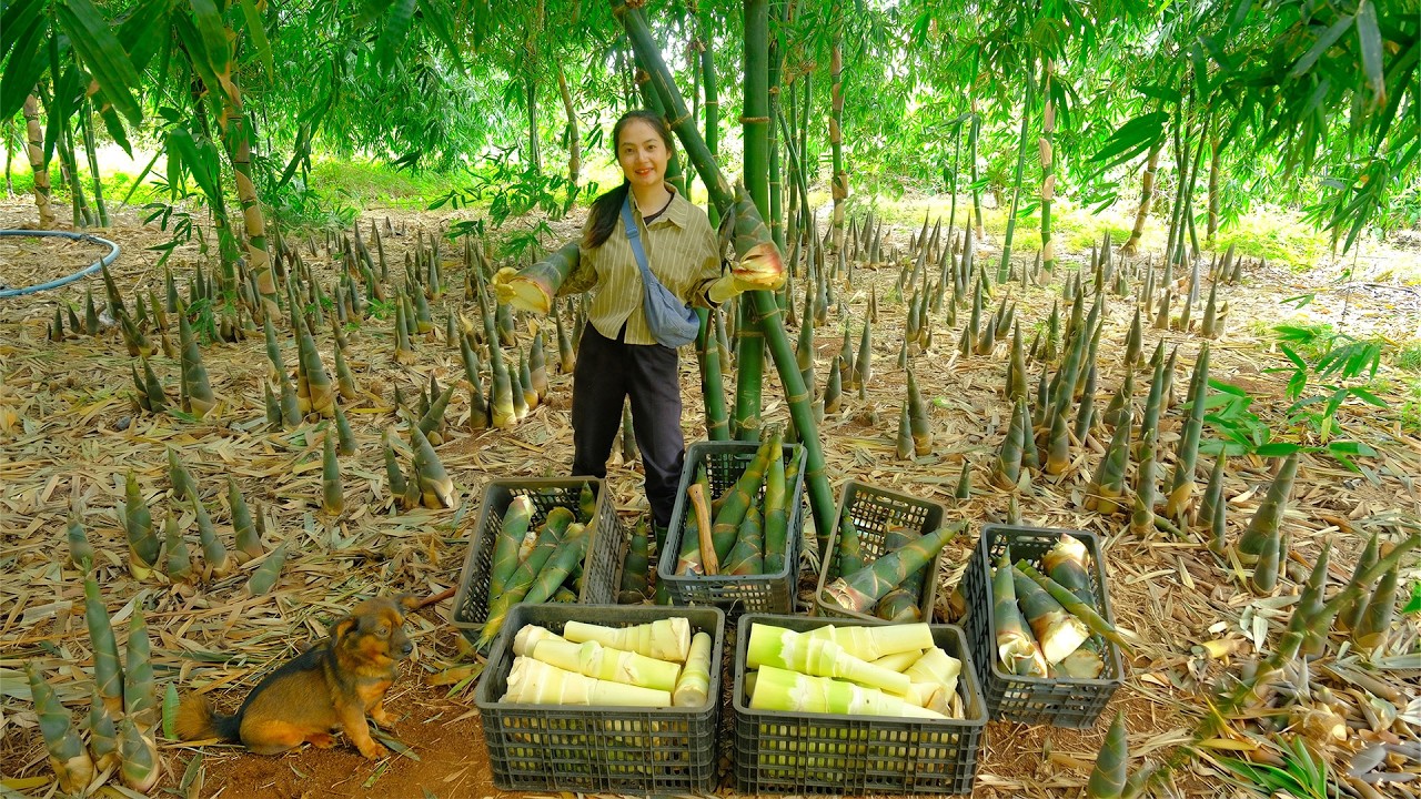 Harvest A Whole Bamboo Shoot Garden Goes To Market Sell - Cooking- Gardening - Daily Life