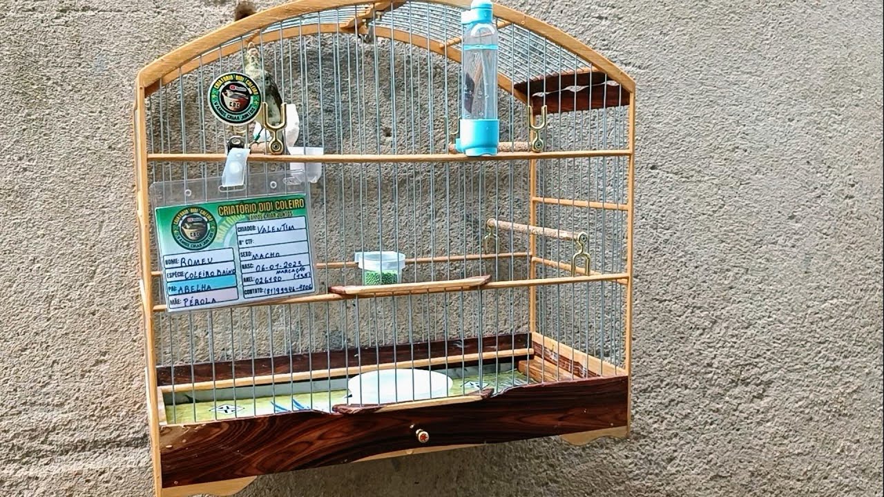 Filhote Baiano 9 meses de Vida Nossa raça Nosso sangue.