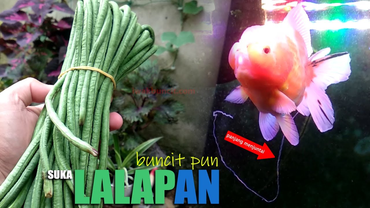 Terapi Kacang Panjang: Ikan Mas Koki Sembelit Mengeluarkan Kotoran Putih Panjang Transparan?