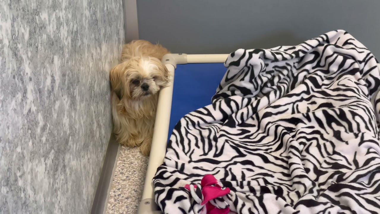Hard to Watch: Terrified Severely Under-Socialized Puppy Mill Rescue Dog Afraid of Human Touch