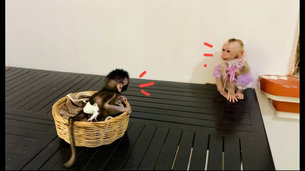 First Reaction So Funni Between Blqck NB & Jasmine Mnkey