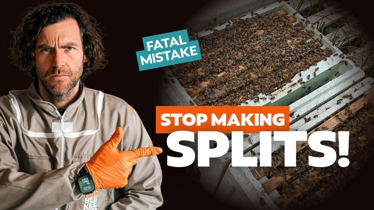 What Is the Earliest You Can Split a Beehive in Spring? A Clear Guide for Fast Safe Growth