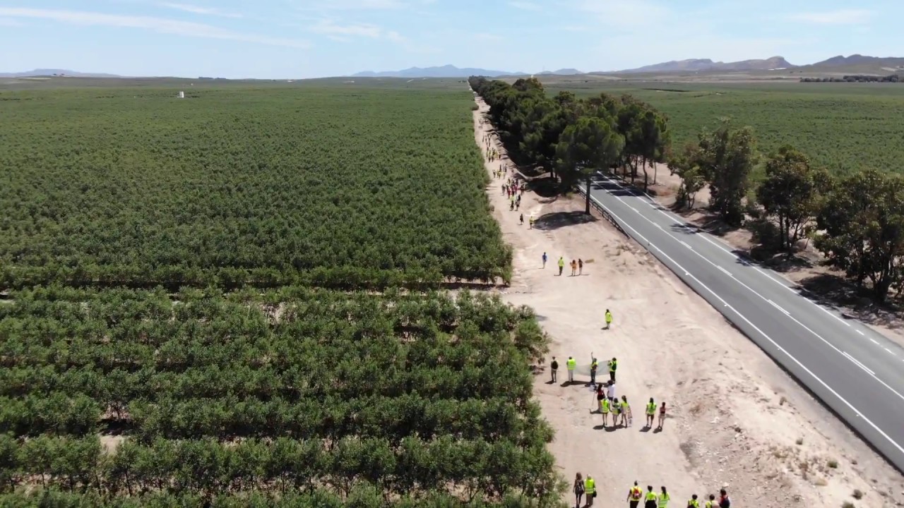 Millions of Super Intensive Olive Trees. Industrial Agriculture Almeria, Spain