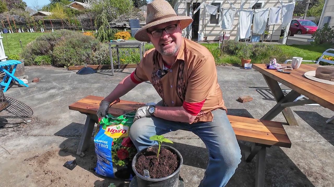 H  O  W  I  E  S   M  E  D  I  A - Transplant Tomato Seedlings to pots.#tomato, #pots,#greenhouse