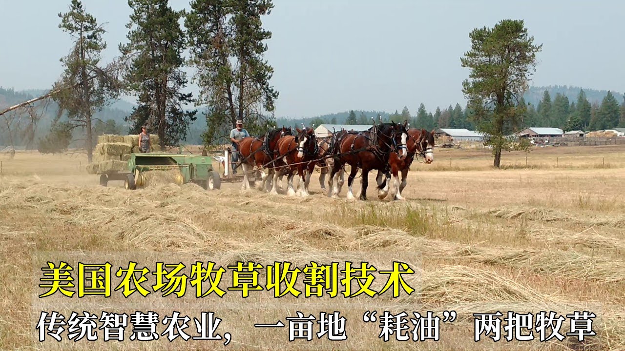 美國農場牧草收割技術，傳統智慧農業，一畝地&ldquo;耗油&rdquo;兩把牧草！