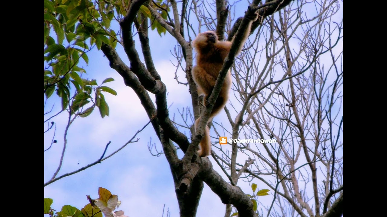 Perbedaan suara siamang dengan suara Ungko