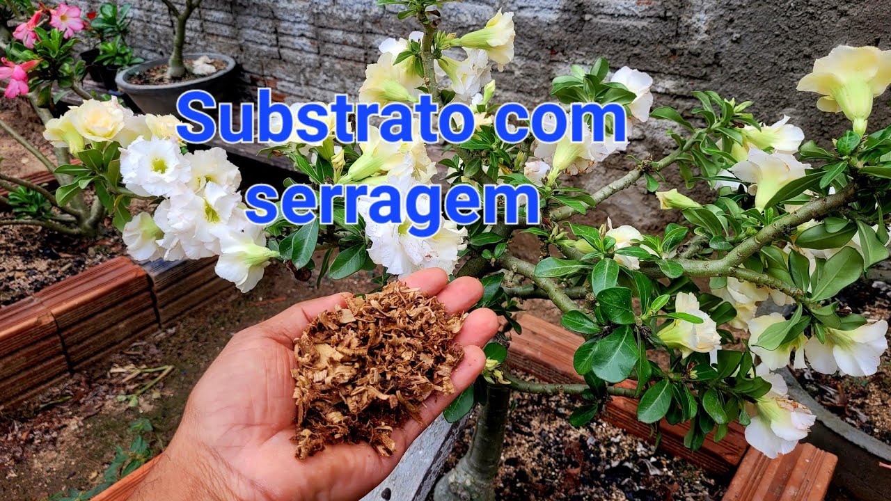 Substrato com serragem de madeira para rosa do deserto.