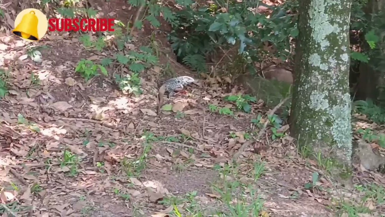 Segui o lagarto 🦎 até sua toca