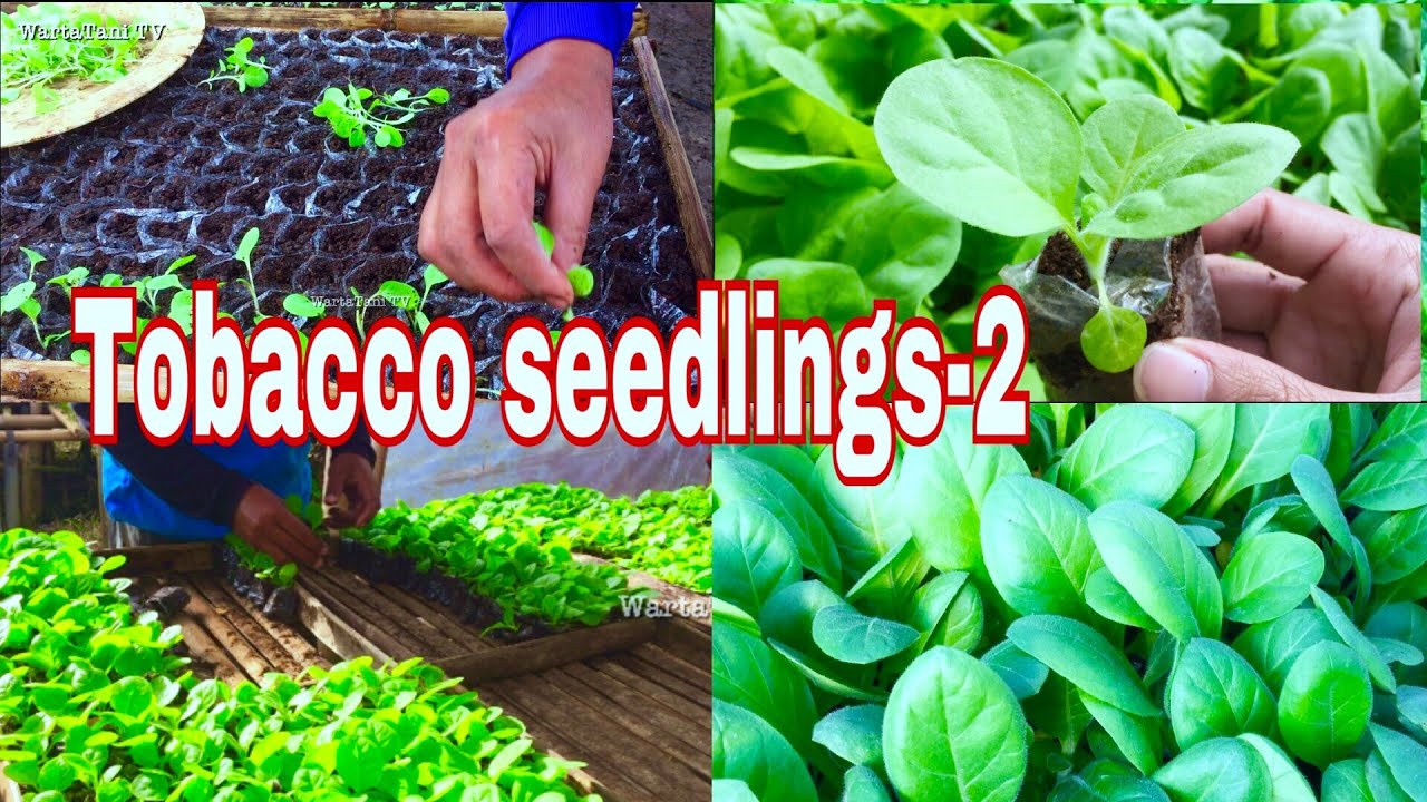 Cara semai tembakau atau bibit sayuran berbiji kecil di polybag part2