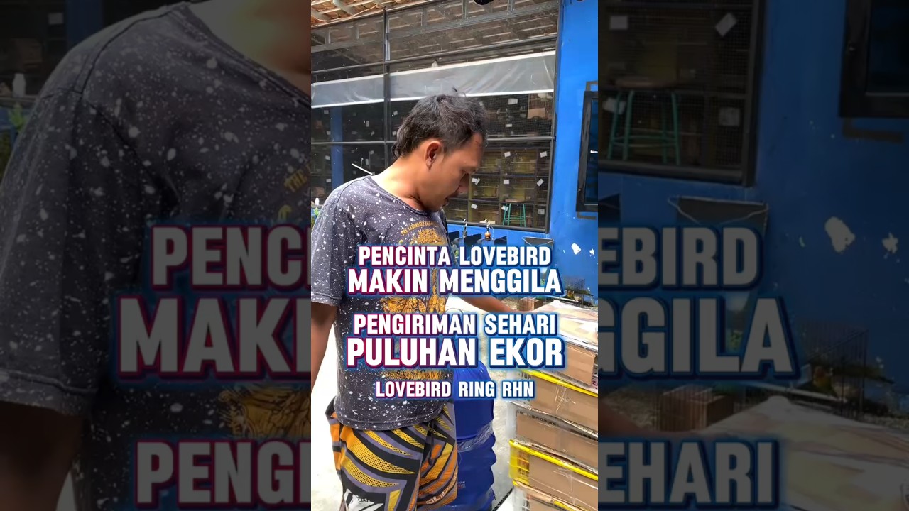 Pecinta lovebird makin menggila,pengiriman puluhan ekor lovebird ring RHN di berbagai koto #lovebird