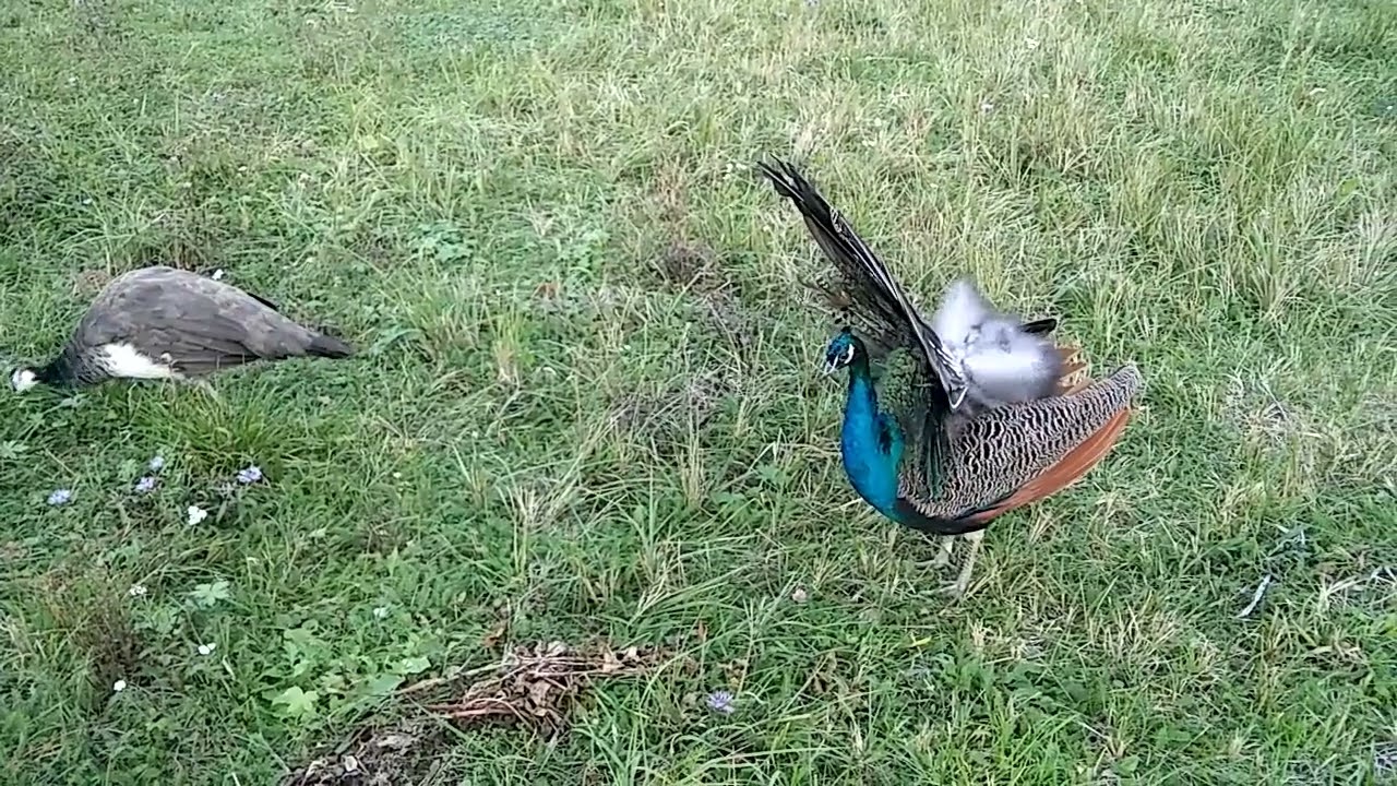 Paw indyjski, paw niebieski, paw zwyczajny (Pavo cristatus) - młode pawie 2021 r.