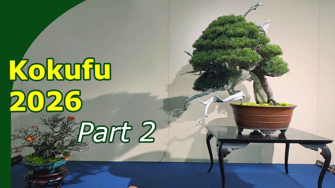 Kokufu ten Japans Best Bonsai (Second show) #bonsaijapan