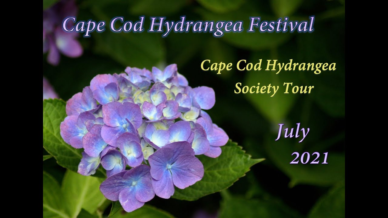 2021 Cape Cod Hydrangea Society's Hydrangea Tour