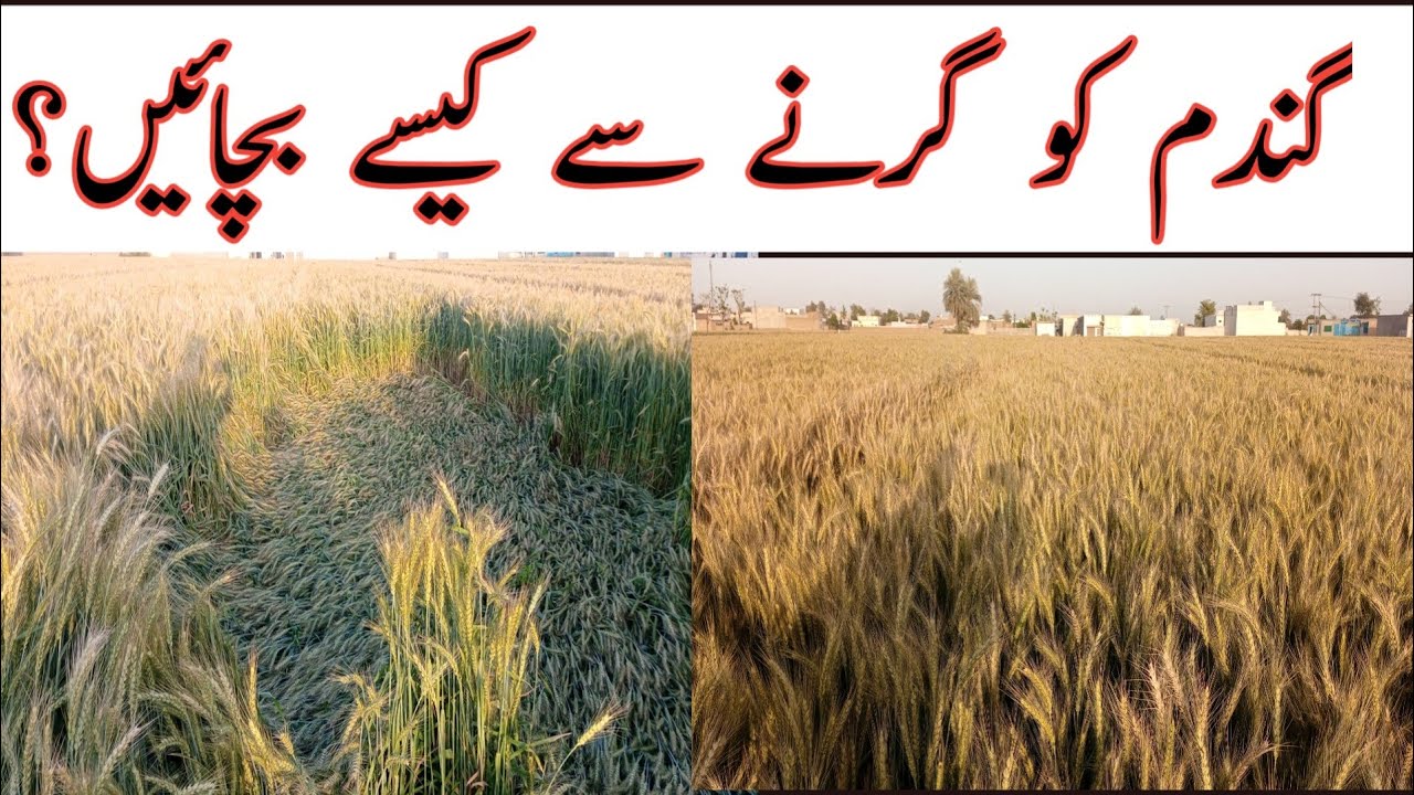 How to prevent wheat from lodging | گندم کو گرنے سے کیسے بچائیں