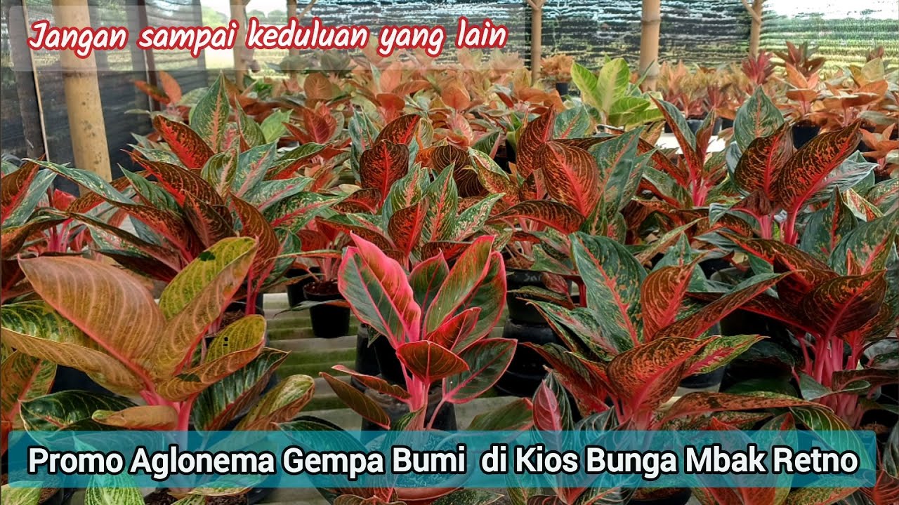 Promo Aglonema Gempa Bumi di Kios Bunga Mbak Retno