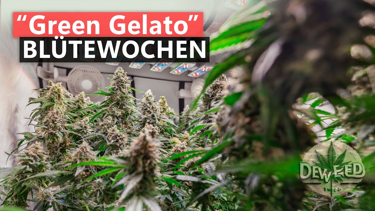 Green Gelato (RQS) &ndash; Bl&uuml;tewochen 1 bis 9