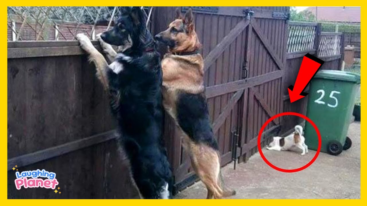 🐕💡Когда живешь с собакой с IQ 200, скучно не бывает!😲