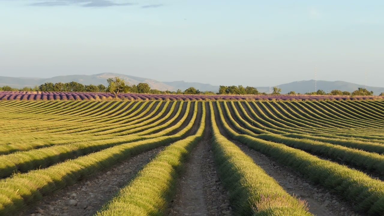 Plateau de Valensole