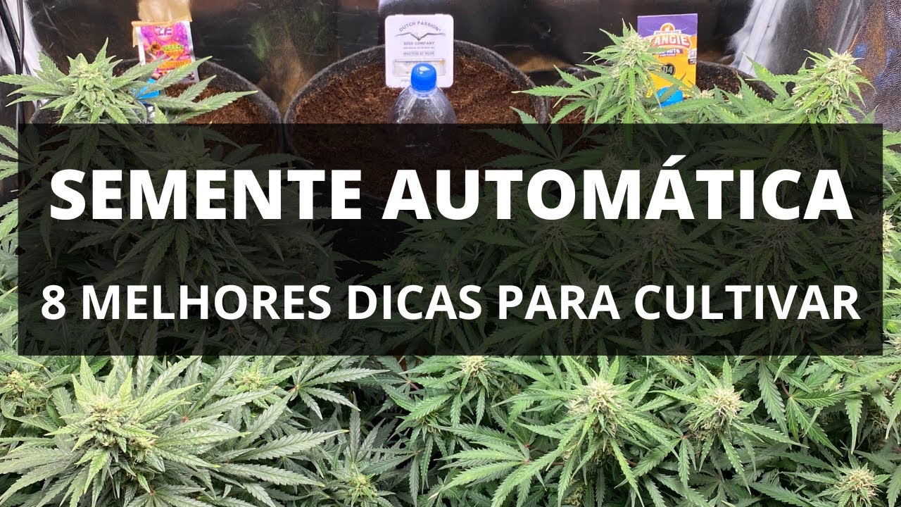 8 MELHORES DICAS DE COMO PLANTAR SEMENTES AUTOM&Aacute;TICAS MACONHA CANNABIS 2022