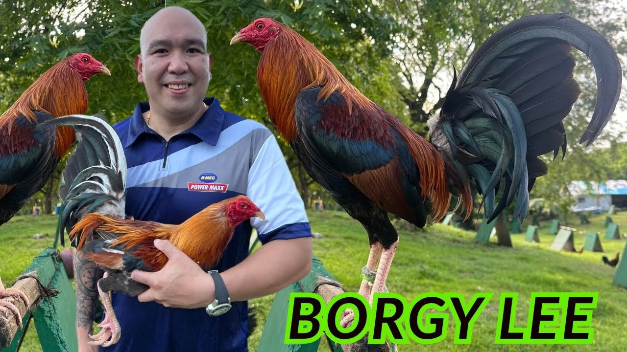 Borgy Lee - Cebu Feeding Time Free Range Shape Chicken Coop Indoor Outdoor Big Farm Philippines