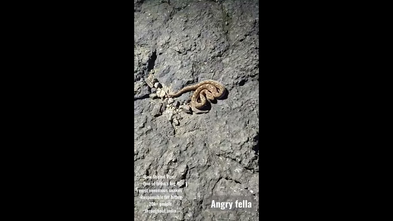 Saw Scaled Viper ATTACKS ME! @animalplanet | Kurt Adventures | India | #Snake #WildlyIndian #Trek
