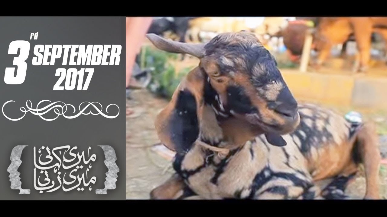 Bakra-Eid Special | Meri Kahani Meri Zabani | SAMAA TV | 03 Sep 2017