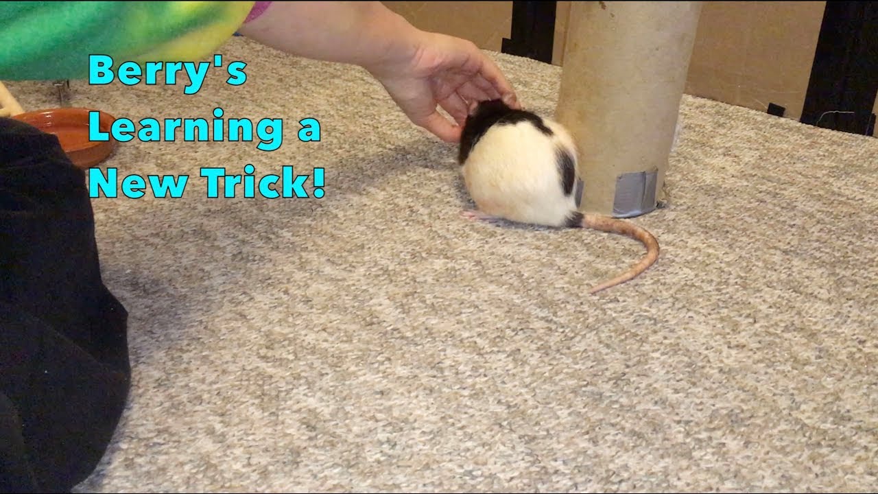 Blackberry's Learning The Backwards Orbit!